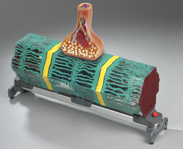 Buy these two models together and receive the synapse for just $300