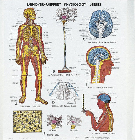 1403-10 Brain and Nervous System Physiology Mounted