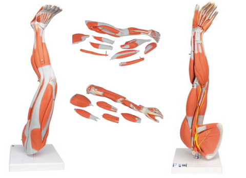 0344-30 Muscle Arm and Leg Set, 3/4 Life Size