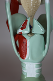 0134-00  Giant Functional Larynx