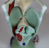 0134-00  Giant Functional Larynx