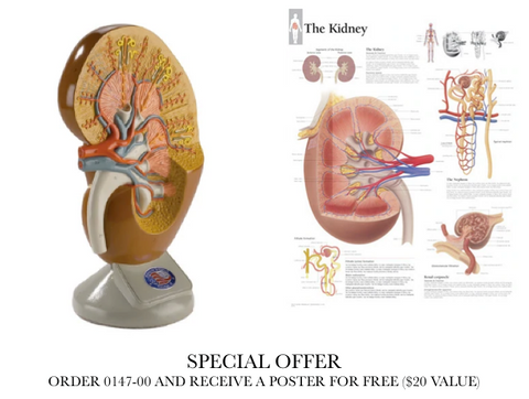 0147-00 Giant Kidney Model