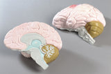 0155-00 Life-size Two-part Brain Model