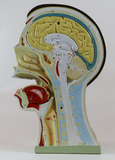 0176-00  Five-Part Bisected Head