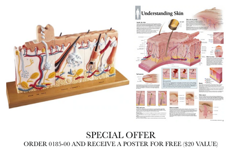 0185-00 Human Skin Series with Burn Pathologies