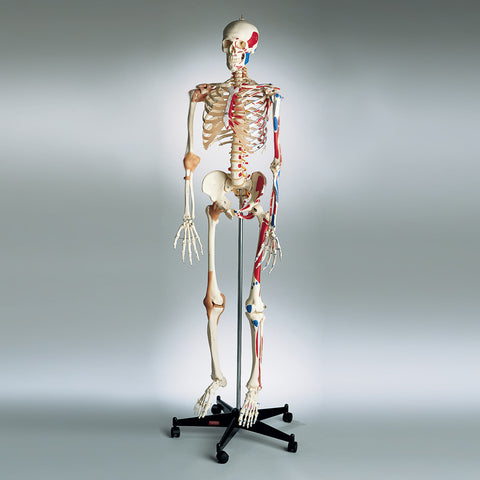 0207-13 All-In-One Super Skeleton, Sacral Mount