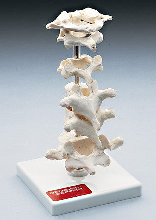 0211-75 Seven-Piece Vertebrae Collection