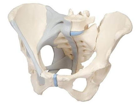 0215-20/2 Female Ligamented Pelvis, 3 part