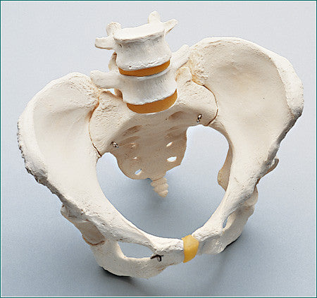 0215-61  Female Bony Pelvis