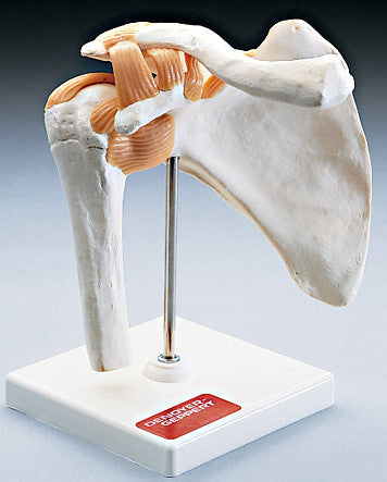 0235-80 Functional Shoulder Joint Model