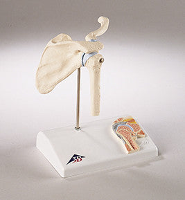 0235-Mi  Functional Mini-Shoulder Joint Model