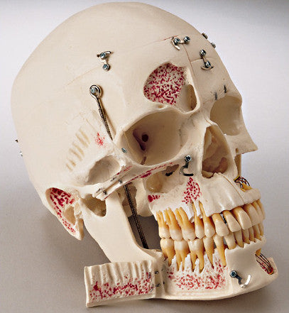 0251-00  Medical Demonstration Skull, 10 parts