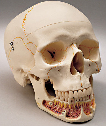 0255-00 Classic Three-part Skull. numbered