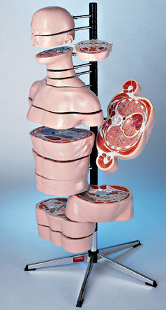 0320-00 Life-Size MRI Axial Torso