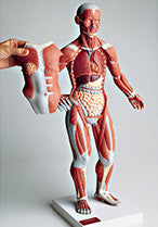 0345-59  One-quarter Size Female Mini-Muscular Figure