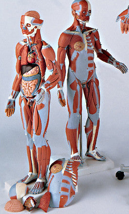 0346-55 Muscular Anatomy Figure with Internal Organs and Genitalia, 1/2 Scale