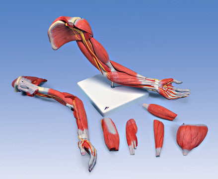 0350-11 Full-Size Muscle Anatomy of the Upper Extremity, Six-parts