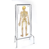 0700-00  ThinMan Sequential Human Anatomy Figure
