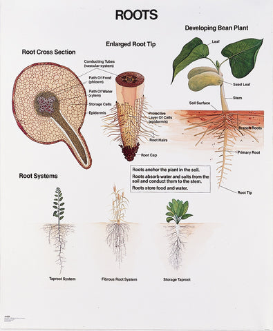 1026-10 Root Wall Chart, mounted