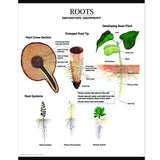 1025-13  Plant Morphology Wall Charts, Set of three