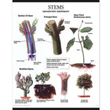 1025-13  Plant Morphology Wall Charts, Set of three