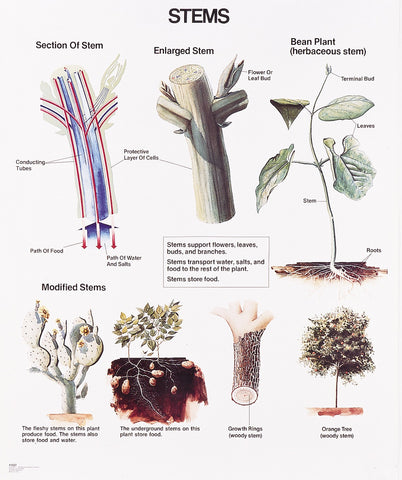 1027-01 Stems Wall Chart, unmounted