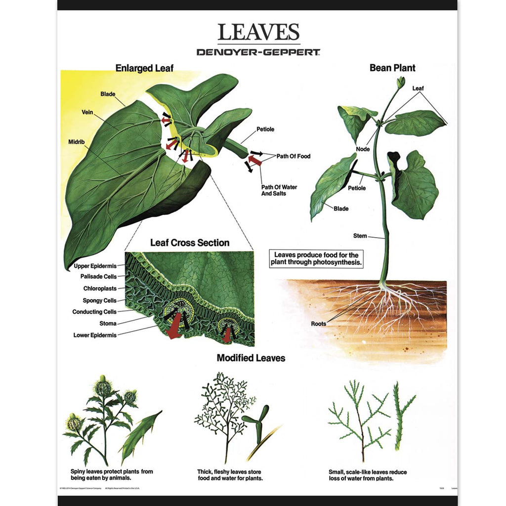 洋書 MORPHOLOGY OF PLANTS 1025-13-AL VINTAGE Plant Morphology Wall Charts, Set of