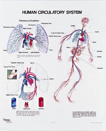 1091-10 Human Circulatory System Wall Chart, mounted
