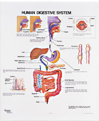 1092-01 Human Digestive System Wall Chart unmounted