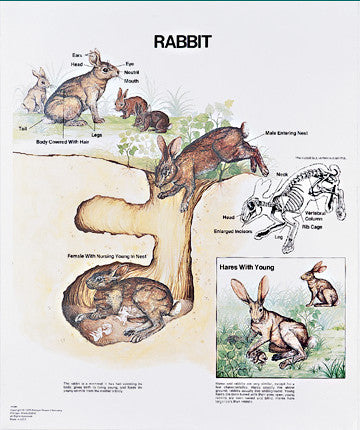 1096-10 Rabbit Life History Chart, Mounted