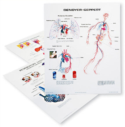 1126-13  Human Body Systems Wall Charts, Set of three