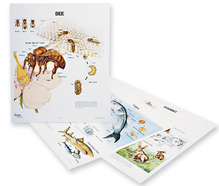 1127-13 Animal Life Histories Wall Charts, Set of three