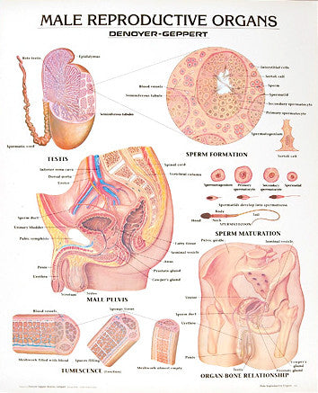 1331-10 Male Reproductive Organs, mounted