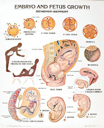 1334-10 Embryo and Fetus Growth Chart mounted