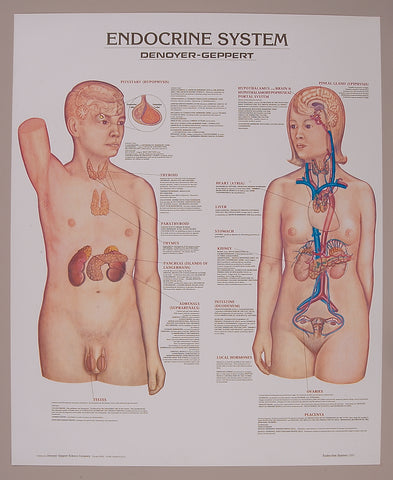 1337-01 Endocrine System, unmounted