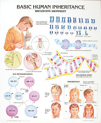 1338-10 Basic Human Inheritance, mounted