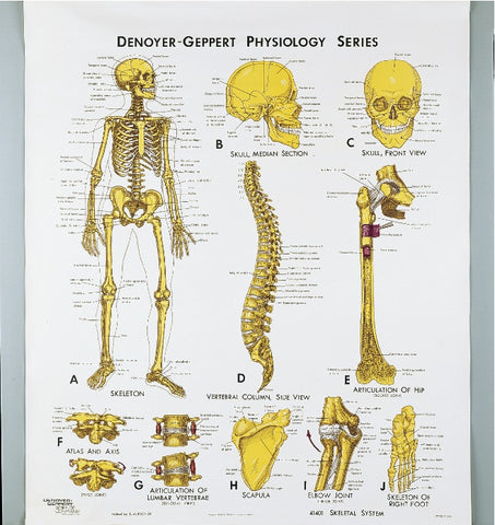 1401-10 Skeletal System Physiology mounted