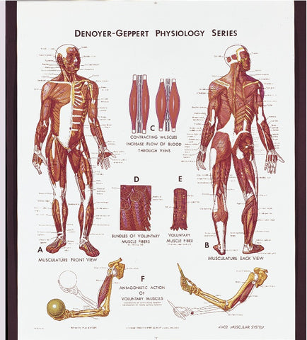 1402-01 Muscular System Physiology Poster Unmounted