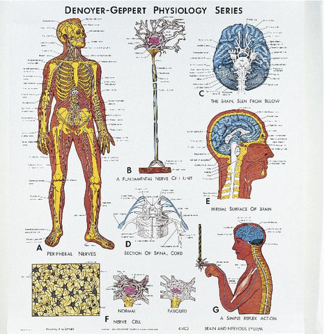 1403-01 Brain and Nervous System Physiology