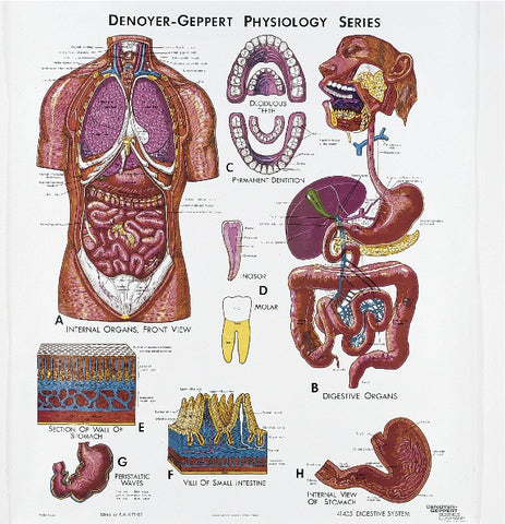 1405-01 Digestive System Physiology, unmounted