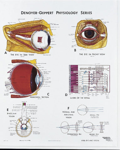 1406-10 Eye and Vision Physiology Poster mounted