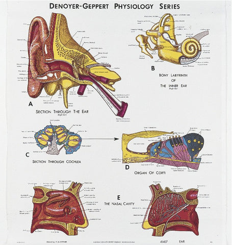 1407-01 Ear and Nose Physiology, unmounted