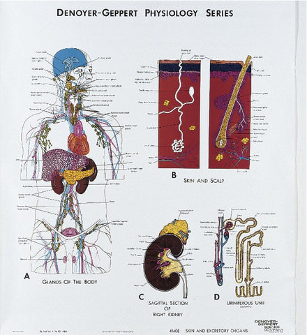 1408-01 Glands, Skin and Excretory Physiology