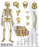 SB19-1set  Representative Vertebrae, Set of Five - Natural Tone with CHART