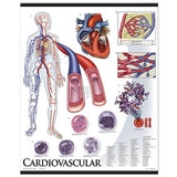 1424-10 Cardiovascular System, mounted