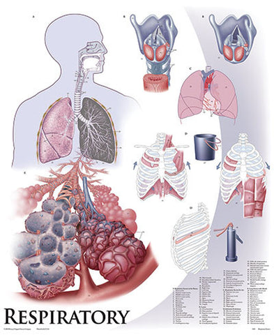 1425-01 Respiratory System unmounted