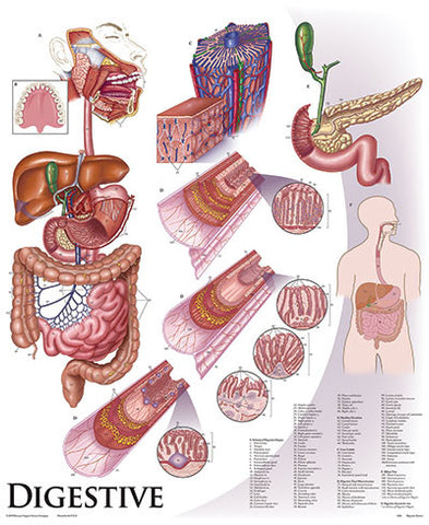 1426-10 Digestive System, mounted