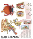 0123-00SET Auditory Anatomy Teaching package