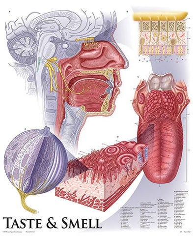 1431-10 Taste and Smell Chart, mounted