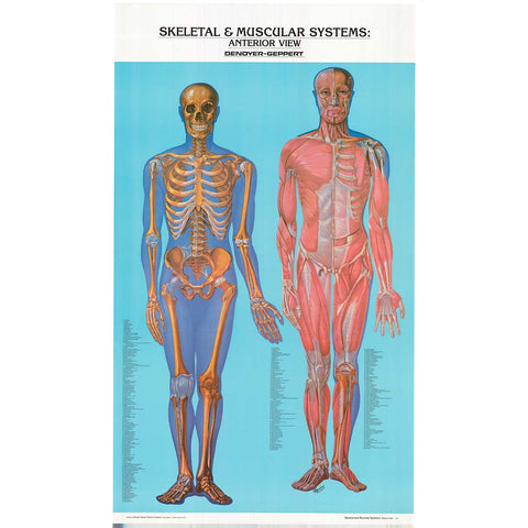 1581-01 Giant Anterior view Skeletal and Muscular